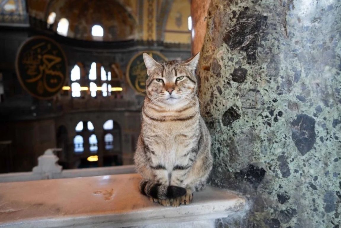 وريث عرش جلي: قط جديد يتربع على قلوب زوار آيا صوفيا! 1