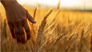 تركيا تتصدر العالم في صادرات دقيق القمح للعام العاشر على التوالي