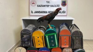 الدرك التركي يحرر ديوكاً من قبضة المافيا “صور”