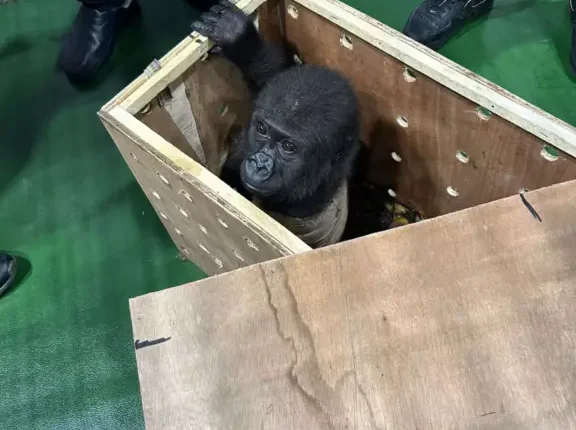 الإعلان عن اسم الغوريلا التي عثر عليها بمطار إسطنبول 65