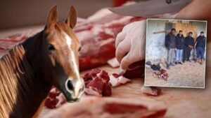 إزمير: ضبط شبكة لبيع لحم الحصان