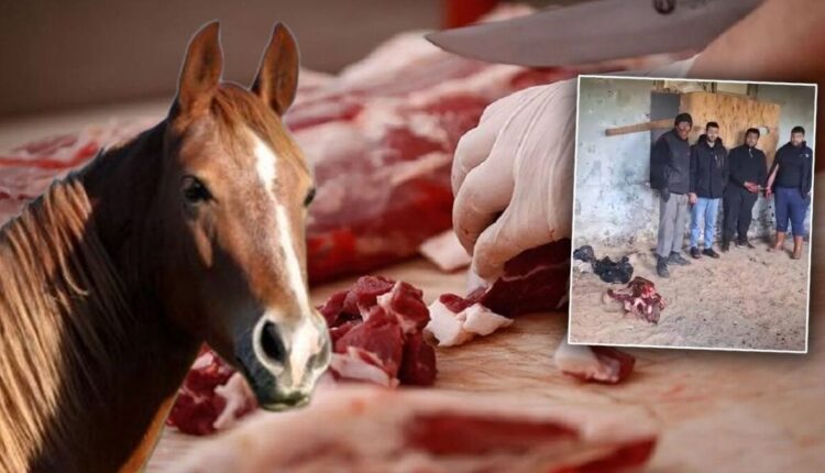 إزمير: ضبط شبكة لبيع لحم الحصان