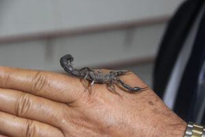 تركيا.. سم العقرب أغلى من الذهب