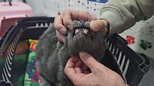 حالة نادرة وقد تكون الأولى في تركيا