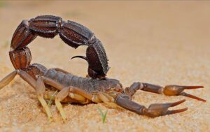 عقارب تركيا لا تقدر بثمن