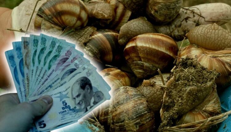 أصبح مصدر دخل للمواطنين الأتراك! الكيلو بـ 35 ليرة ويحقق البعض 2000 ليرة يوميًا