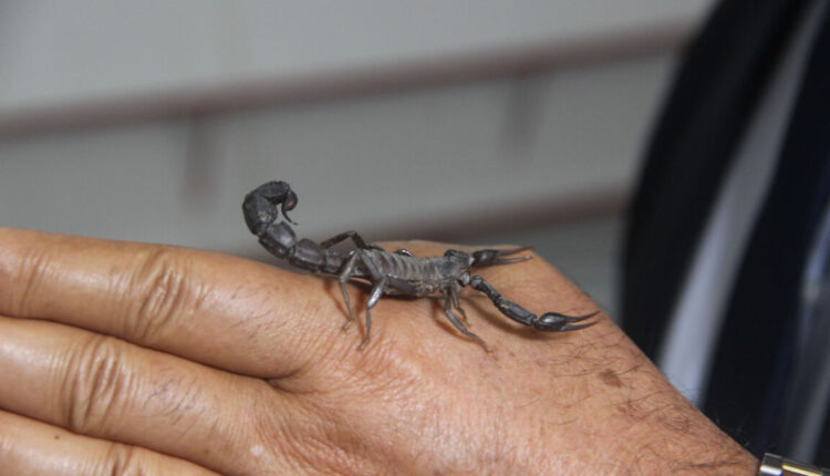 تركيا.. سم العقرب أغلى من الذهب