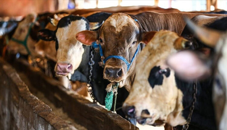 رئاسة الشؤون الدينية التركية تعلن قيمة الأضاحي لهذا العام