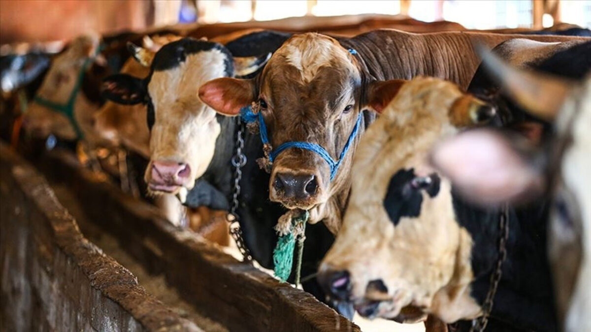 رئاسة الشؤون الدينية التركية تعلن قيمة الأضاحي لهذا العام