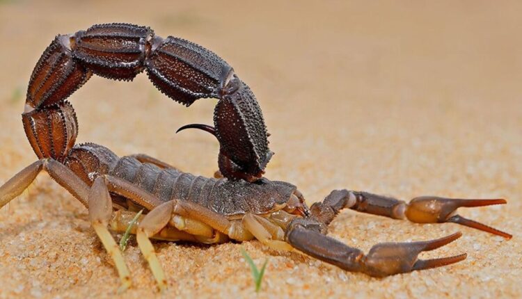 عقارب تركيا لا تقدر بثمن
