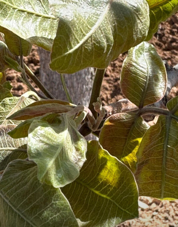 كارثة تضرب الزراعة في تركيا.. تحذير عاجل من وزارة الزرعة والغابات 5