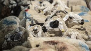 تركيا تطمئن مواطنيها قبيل عيد الأضحى