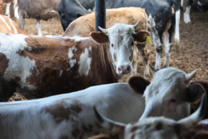 تعرف على أسعار الأضاحي في تركيا لعام 2025