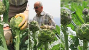 خرشوف بورصة يصل لأسعار تاريخية