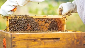 نصف العسل المباع في العالم مزيف