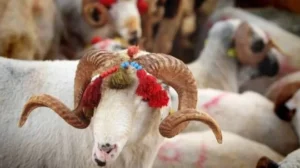 هل يجوز شراء الأضحية بالتقسيط؟ “الشؤون الدينية” التركية توضح الحكم الشرعي