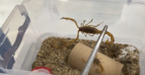 من مزرعته إلى أوروبا.. تركي يحلب العقارب لتصدير سمّها