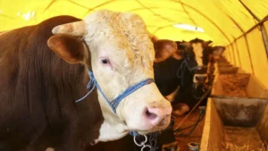 تركيا تعلن جاهزيتها لعيد الأضحى ورسالة تطمين للمقيمين