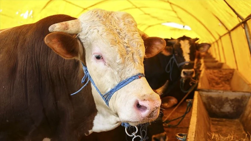 تركيا تعلن جاهزيتها لعيد الأضحى ورسالة تطمين للمقيمين 1