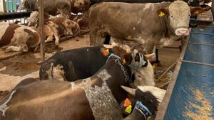 لا تنخدع بالحركة والنشاط.. راقب الأذن أولًا.. قبل أن تشتري الأضحية إليك ما يجب معرفته