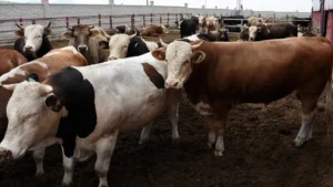 ارتفاع في أسعار الأضاحي بتركيا قبل العيد.. ما هي الأسعار في إسطنبول وأنقرة وإزمير؟