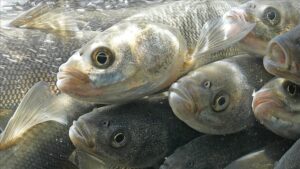 هجرة أسماك بحيرة وان التركية للتكاثر بالمياه العذبة