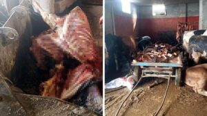 تركيا تشهد واحدة من أكبر قضايا الغش الغذائي.. تفاصيل مرعبة