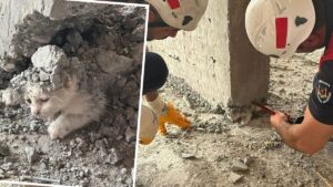 قطة تعود للحياة بعد ساعات تحت الخرسانة في شانلي أورفا التركية