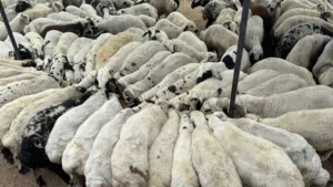 خدعة تسبق العيد وخبير تركي ينصح: تفحّص أضحيتك جيدًا!