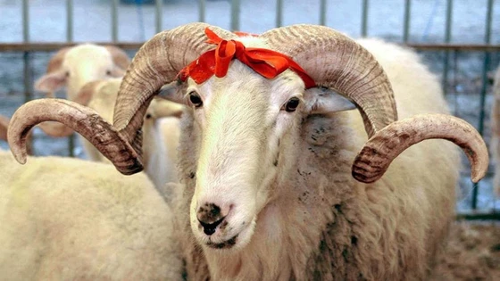 ارتفاع أسعار الأضاحي في تركيا مع اقتراب عيد الأضحى 5