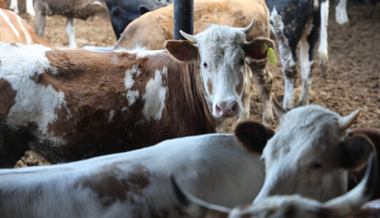 تعرف على أسعار الأضاحي في تركيا لعام 2025