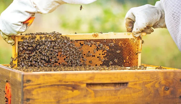 نصف العسل المباع في العالم مزيف