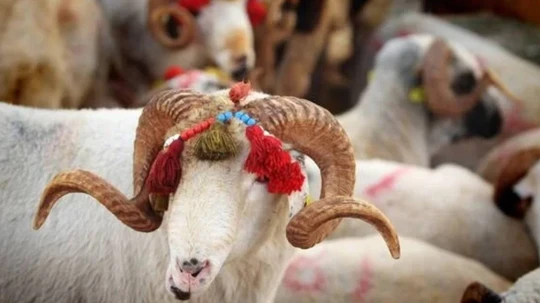 هل يجوز شراء الأضحية بالتقسيط؟ "الشؤون الدينية" التركية توضح الحكم الشرعي 5