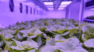 أكثر من ألفي صنف محلي مسجل في الزراعة التركية