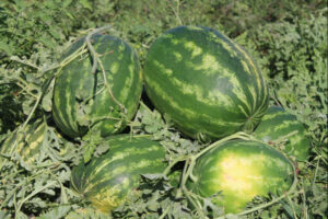 طوابير طويلة على البطيخ في تركيا