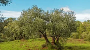 ثروة تحت جذور الزيتون... تركيا تبدأ التنقيب بشرط “اقتلاع منظم”