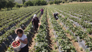 من 15 إلى 830 دونمًا.. مشروع الفراولة في موغلا يسجّل نموًا مذهلًا