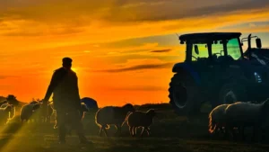 تركيا تبدأ استقبال طلبات تصاريح العمل للرعاة الأجانب