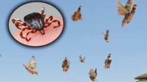 تركيا.. انطلاق آلاف طيور الحجل لمواجهة حشرة القرادة القاتلة