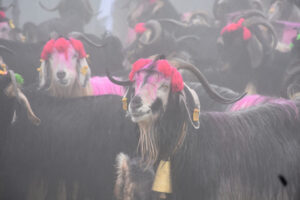 تقليد تركي عمره 118 عاماً يثير الدهشة! من يشاهده يتساءل عن سره