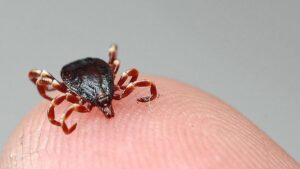 حشرة القراد تفتك بشخصين في تركيا