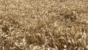 أسعار القمح في تركيا ترتفع وتتجاوز التوقعات