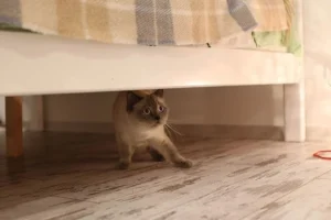 هل تستطيع القطط استشعار الزلازل قبل حدوثها؟ العلماء يوضحون