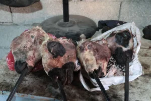 3 أيام من اللهب.. كيّ رؤوس وأرجل المواشي بـ4000 ليرة يوميًا في أضنة! 5