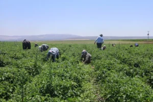 في هاتاي الحارقة.. أجر مفاجئ لعمال الزراعة رغم ساعات العمل القاسية