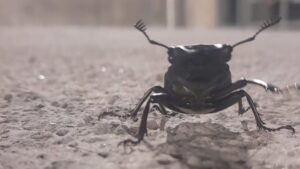 خنفساء مهددة بالانقراض تُرصد في تركيا.. وغرامة صادمة بانتظار من يلمسها!