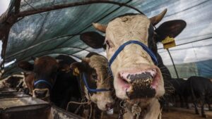 الشؤون الدينية التركية تحذر: الذبح بهذه الطريقة باطل