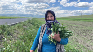 ينبت طبيعيًا في براري تركيا! كنز من الشفاء يبلغ سعر الكيلوغرام منه ألف ليرة