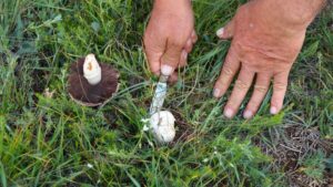 بري طبيعي واقتصادي يُنافس اللحوم في قيمته الغذائية