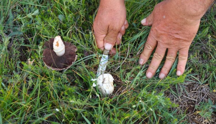 بري طبيعي واقتصادي يُنافس اللحوم في قيمته الغذائية